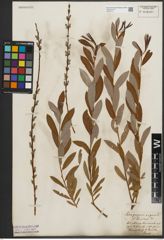 Foto von Salix purpurea L. x Salix repens L.